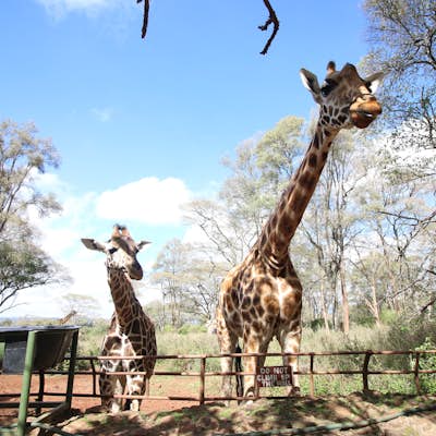 Visit the Giraffe Centre