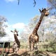 Visit the Giraffe Centre