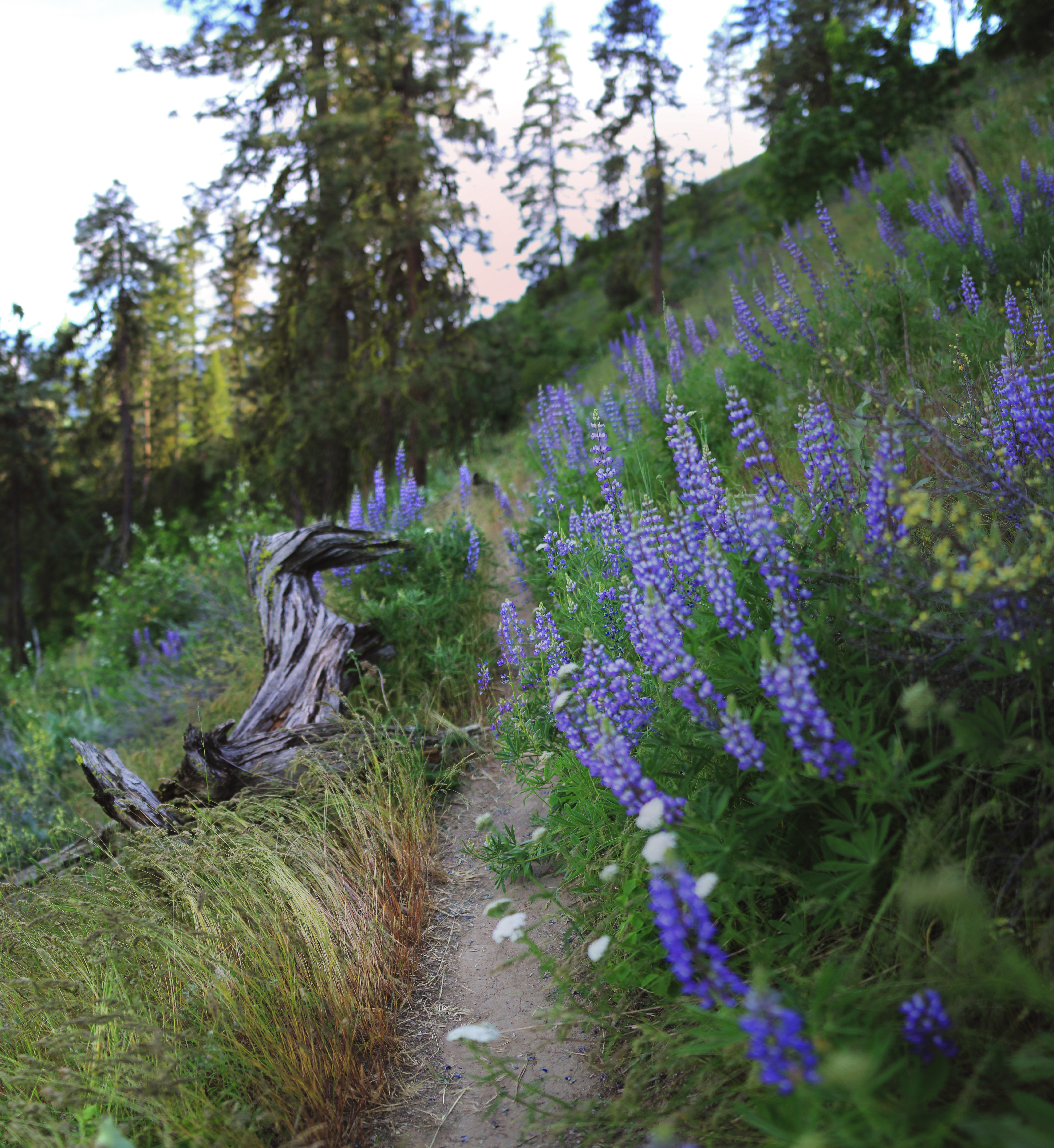 Hike Sauer’s Mountain