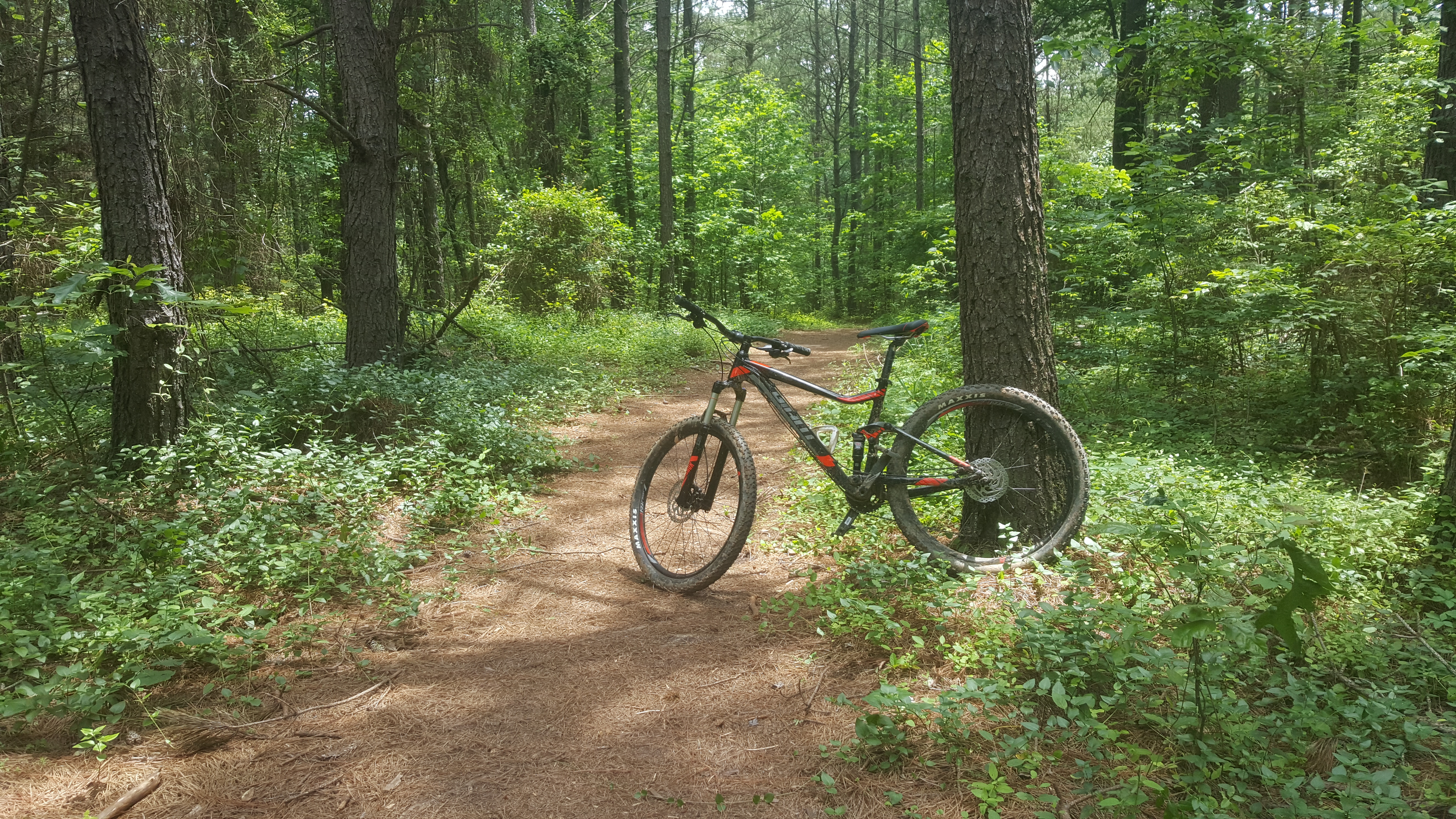 Bike the Fant's Grove Trails in the Clemson Experimental Forest