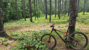 Bike the Fant's Grove Trails in the Clemson Experimental Forest