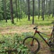 Bike the Fant's Grove Trails in the Clemson Experimental Forest