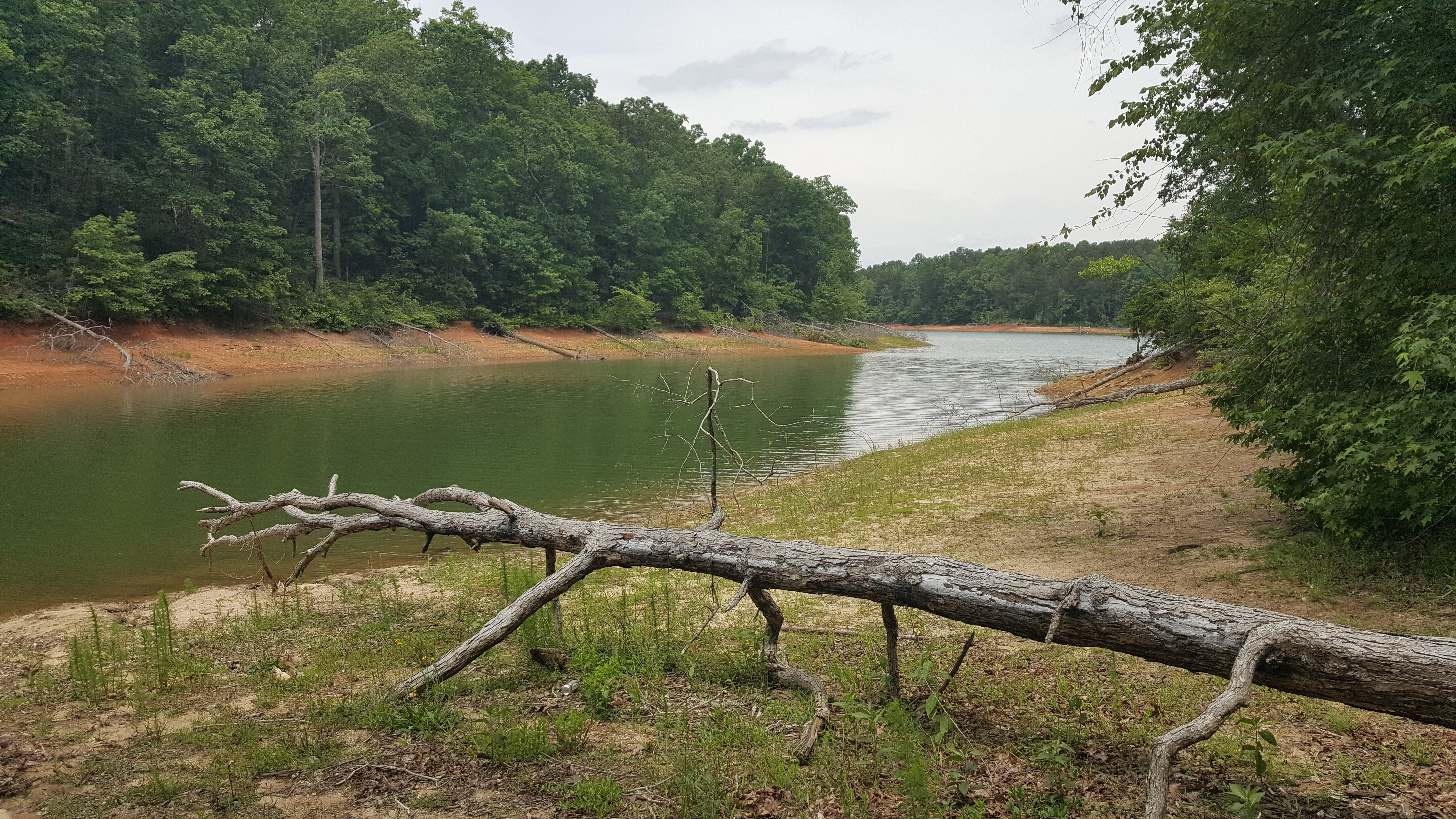 Bike the Fant's Grove Trails in the Clemson Experimental Forest