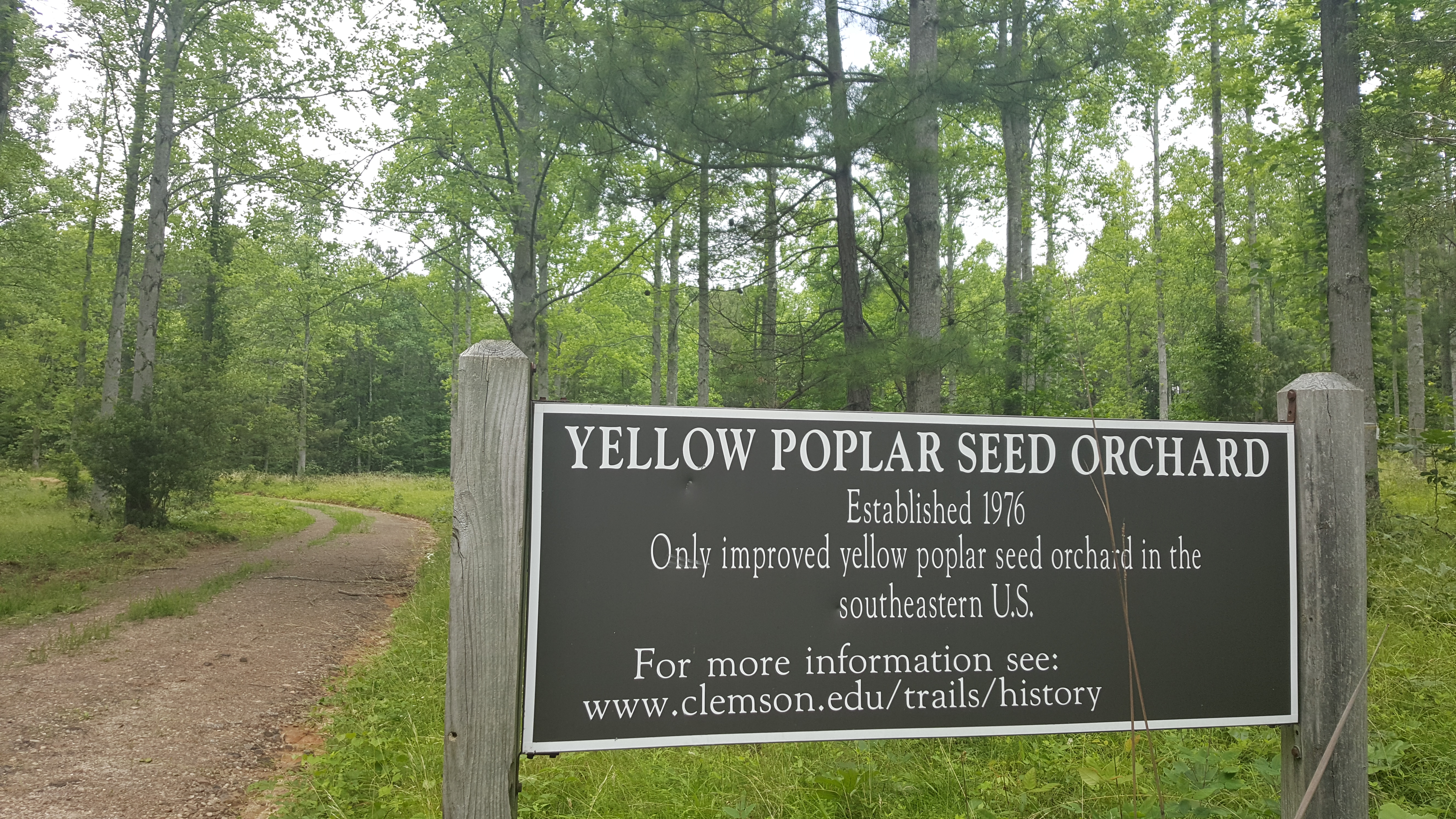 Bike the Fant's Grove Trails in the Clemson Experimental Forest