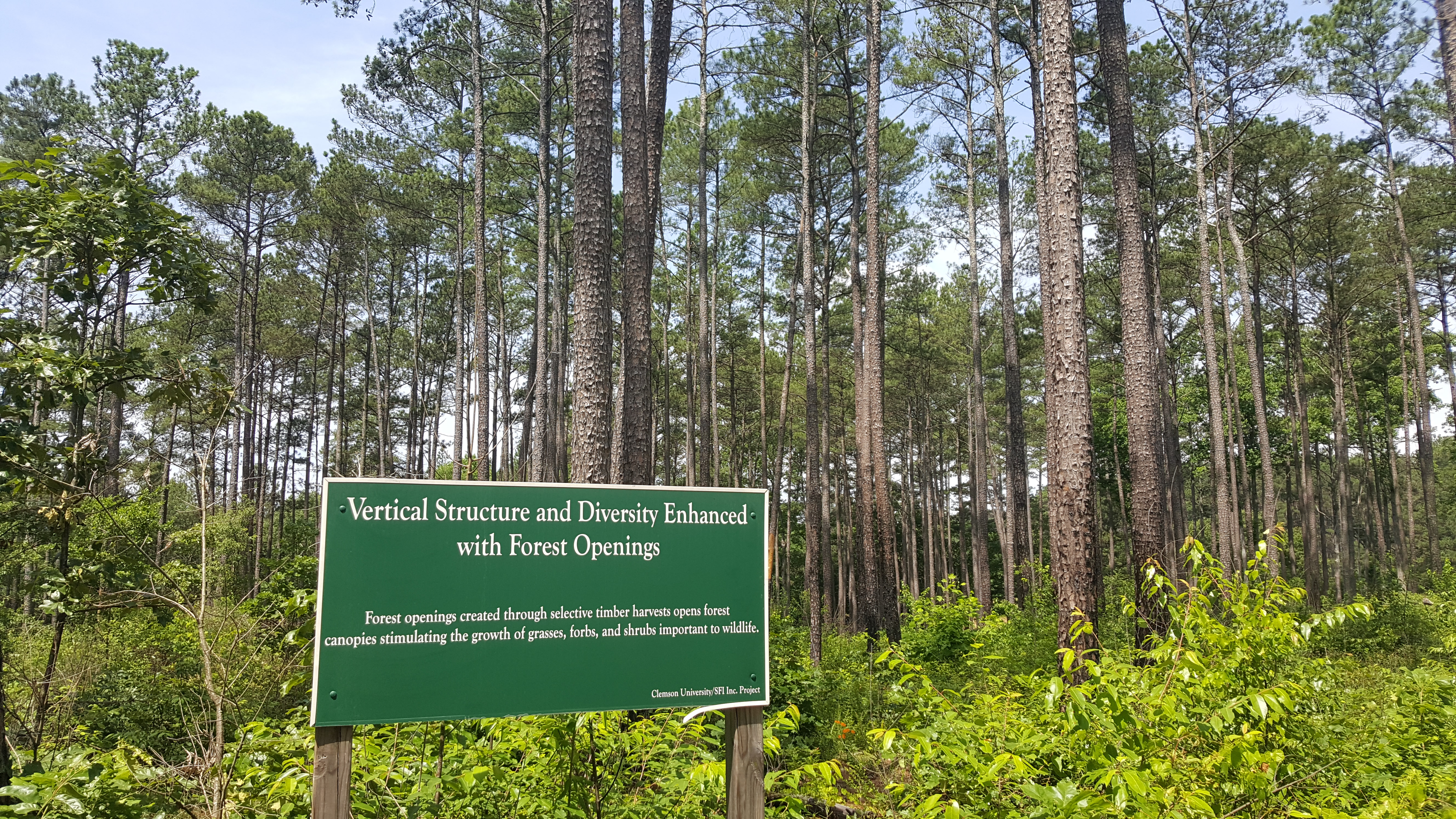Bike the Fant's Grove Trails in the Clemson Experimental Forest