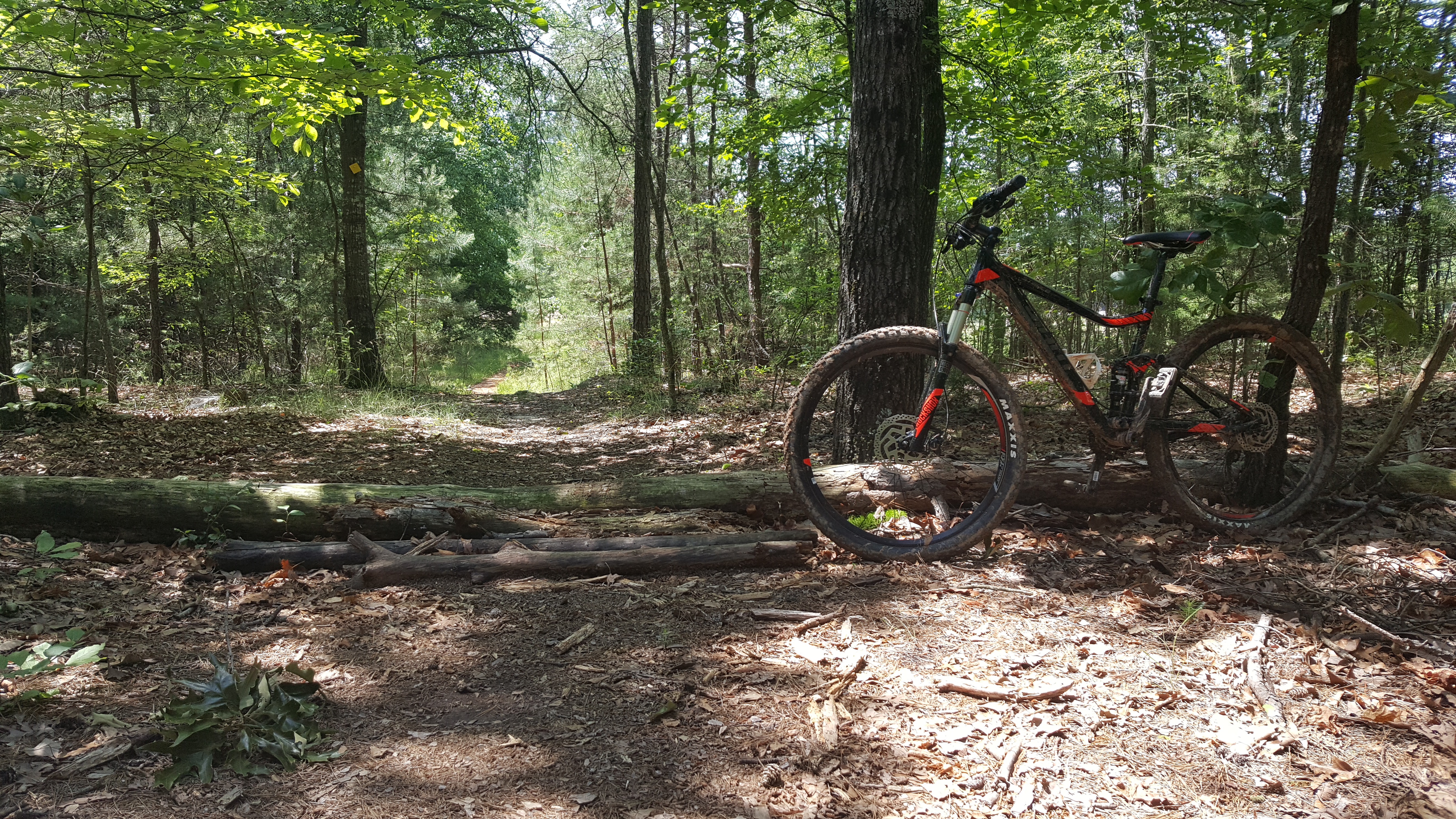 Bike the Fant's Grove Trails in the Clemson Experimental Forest
