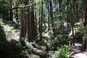 Steep Ravine and Bootjack Trails Loop