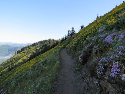 Dog Mountain: The Steeper Route