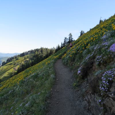 Hike Dog Mountain: The Steeper Route