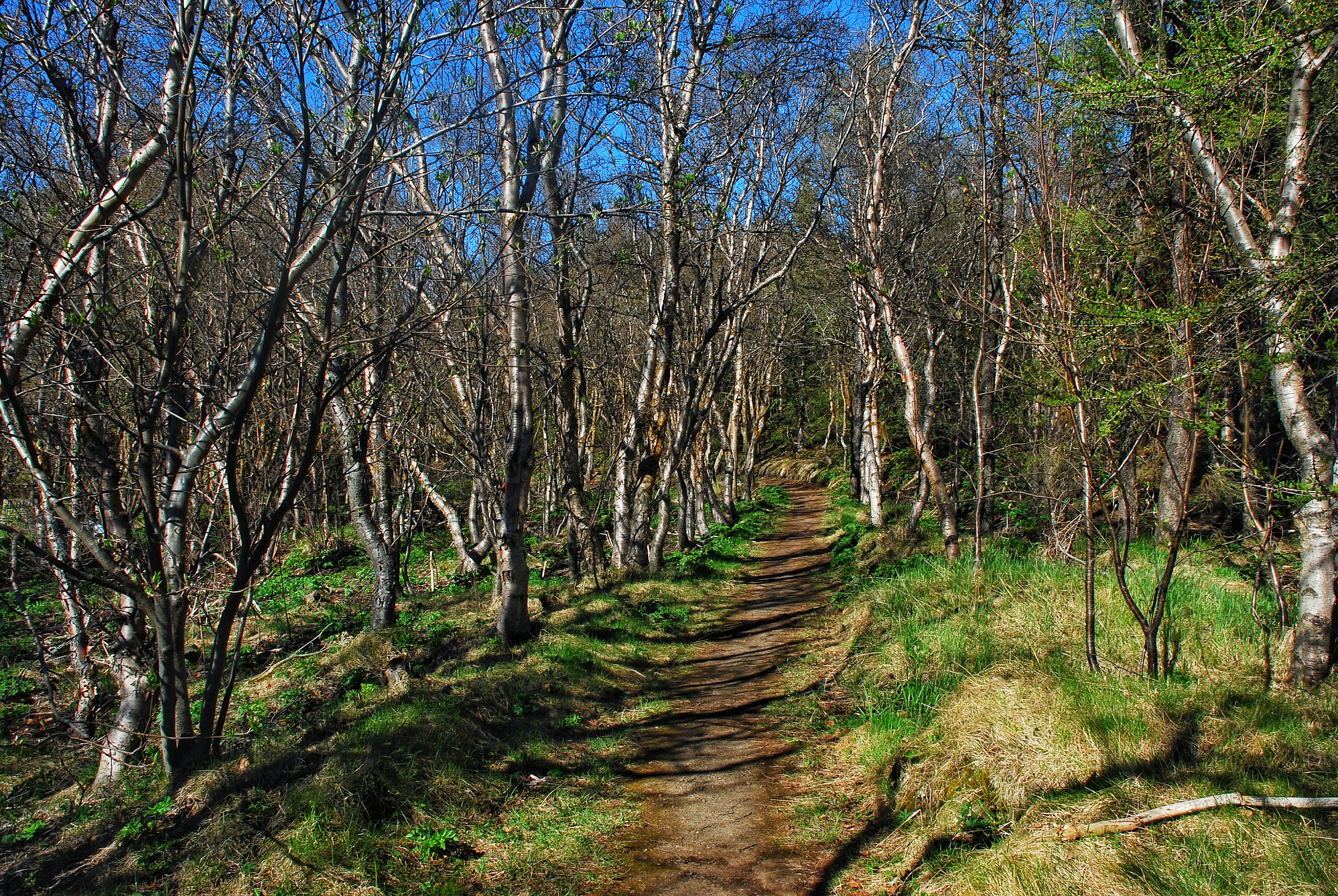 Hike around Höfði