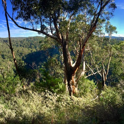 Backpack from Sheoak Falls to Sharps Track Camping Area