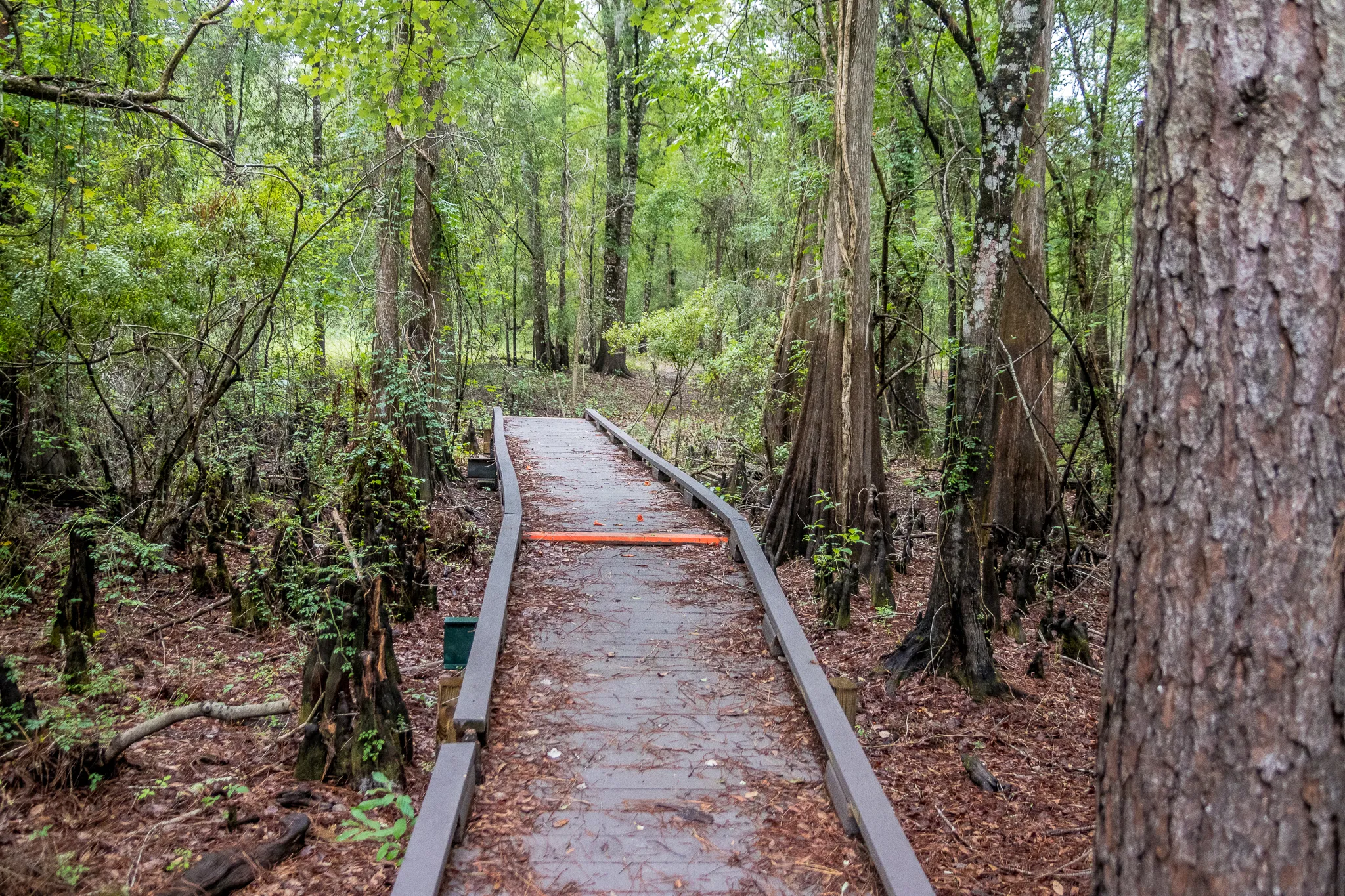 Hike the Bear-N-Oak Trail to Indian Lake
