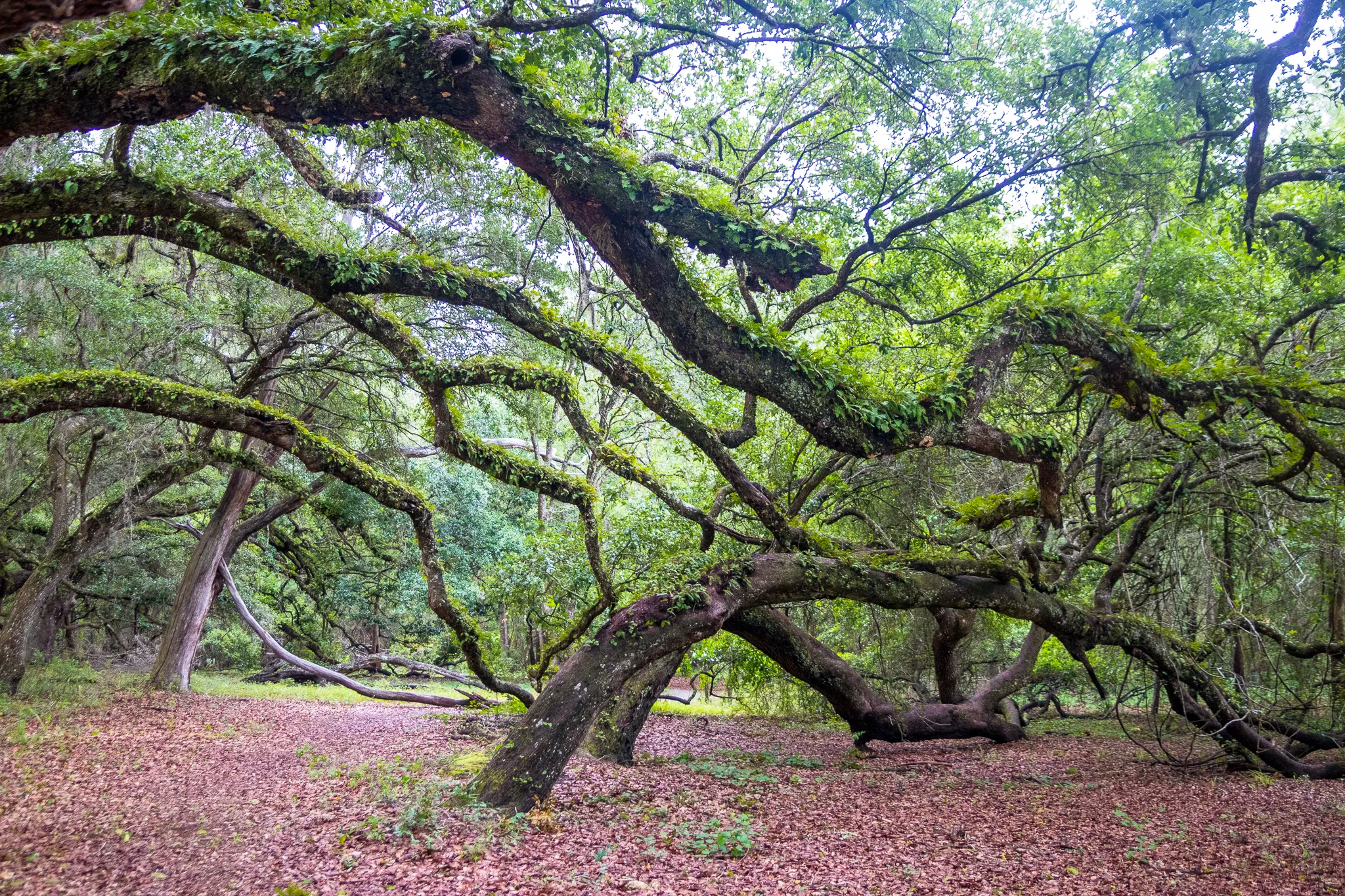 Hike the Bear-N-Oak Trail to Indian Lake