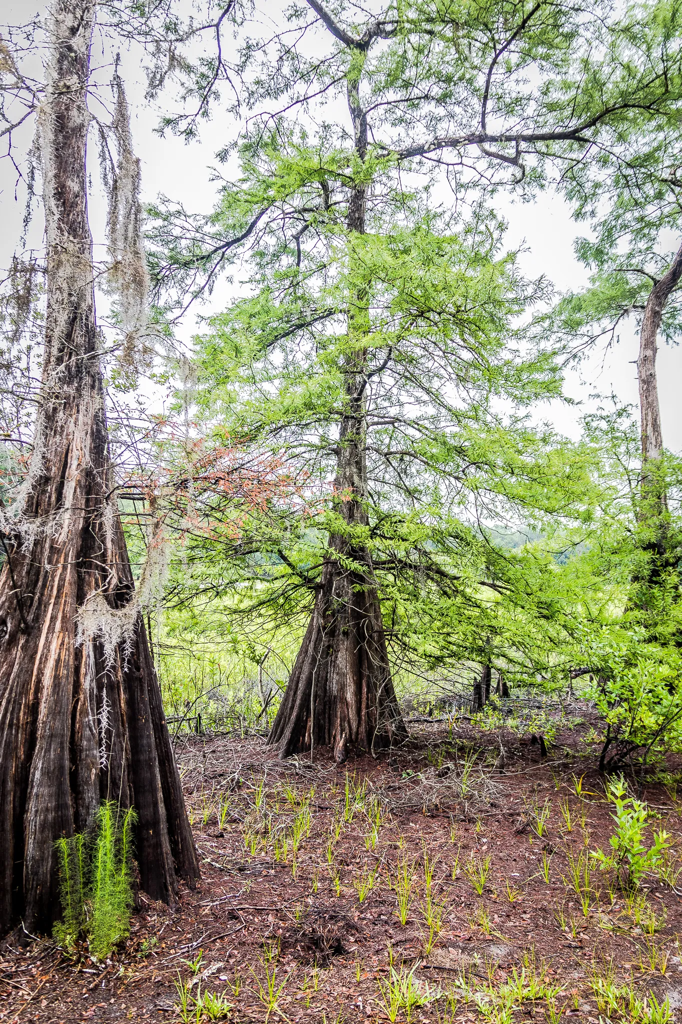 Hike the Bear-N-Oak Trail to Indian Lake