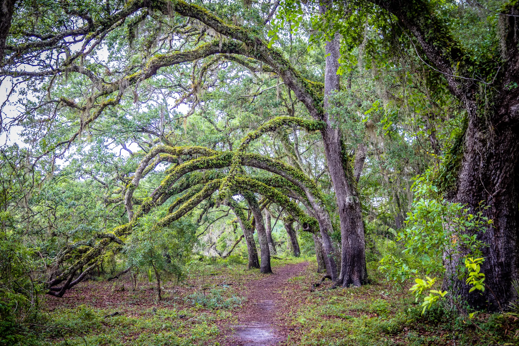 Hike the Bear-N-Oak Trail to Indian Lake