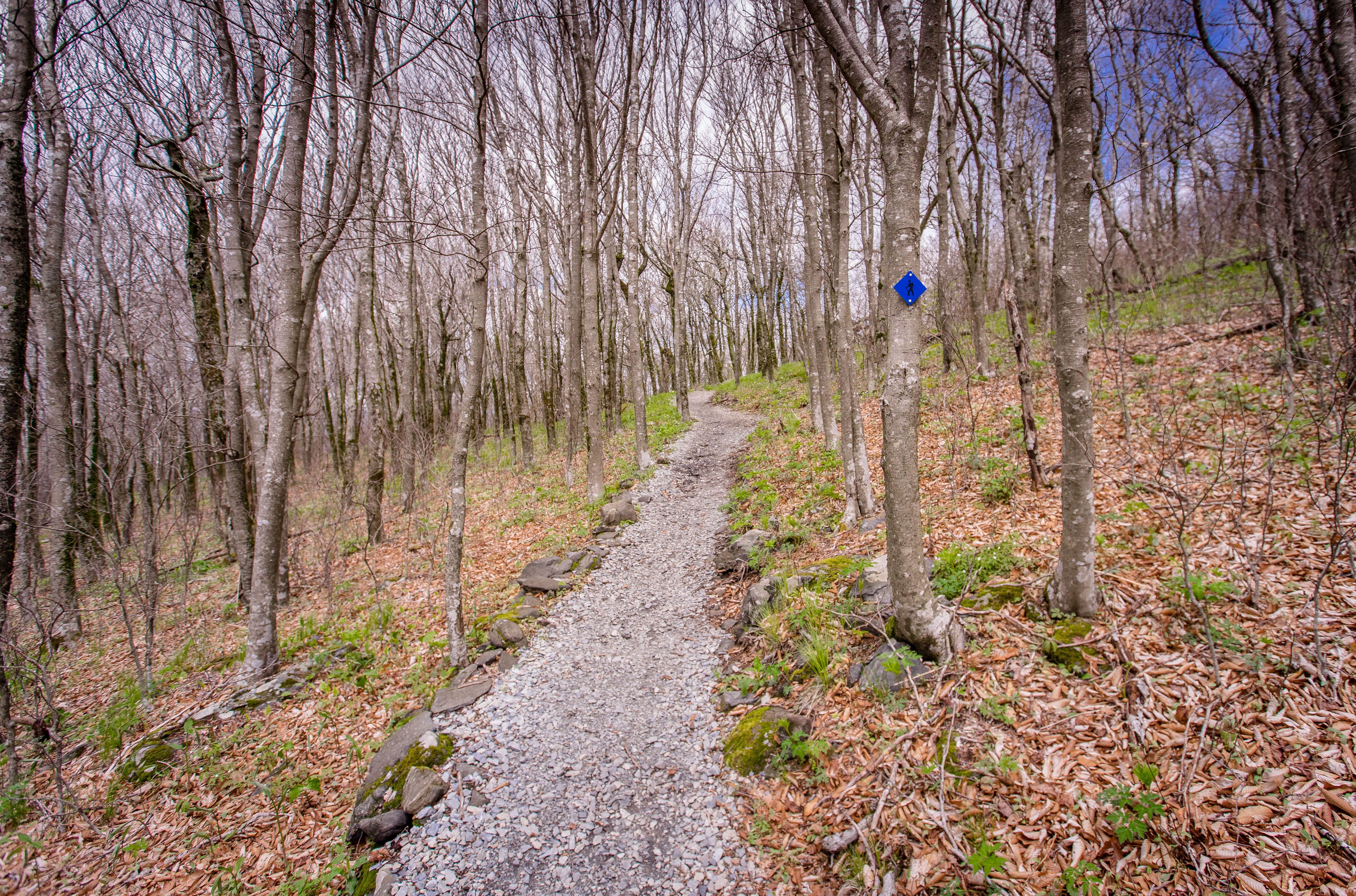 Hike the Elk Knob Summit Trail