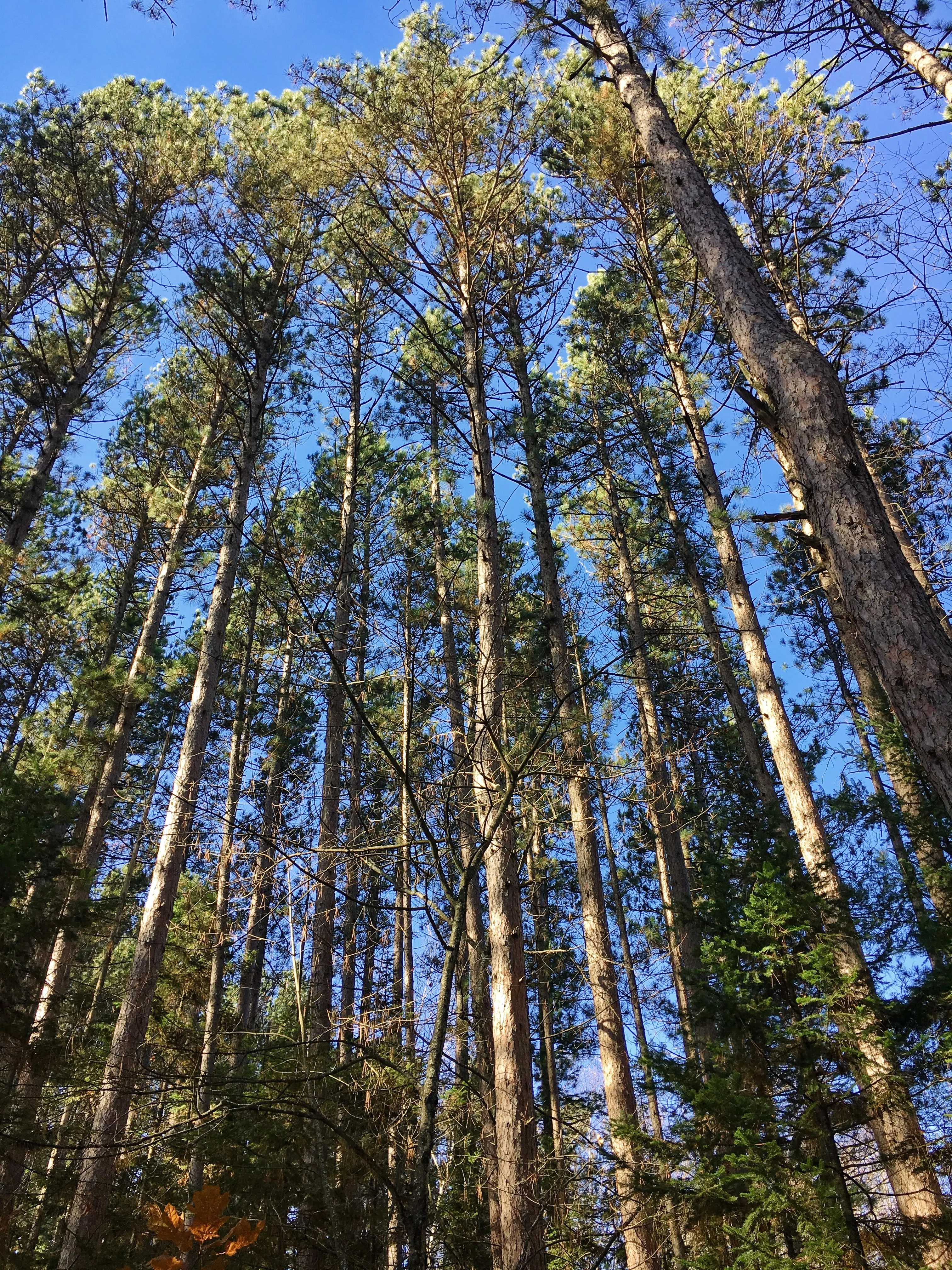 Hike the Fallison Lake Nature Trail