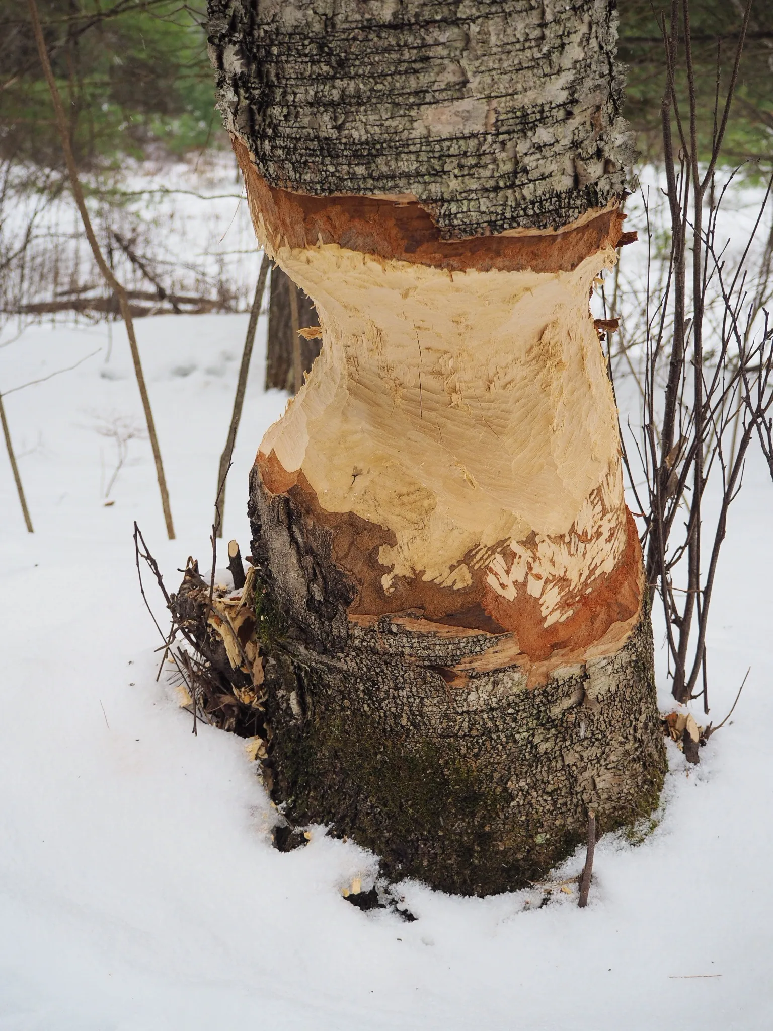 Hike the Fallison Lake Nature Trail