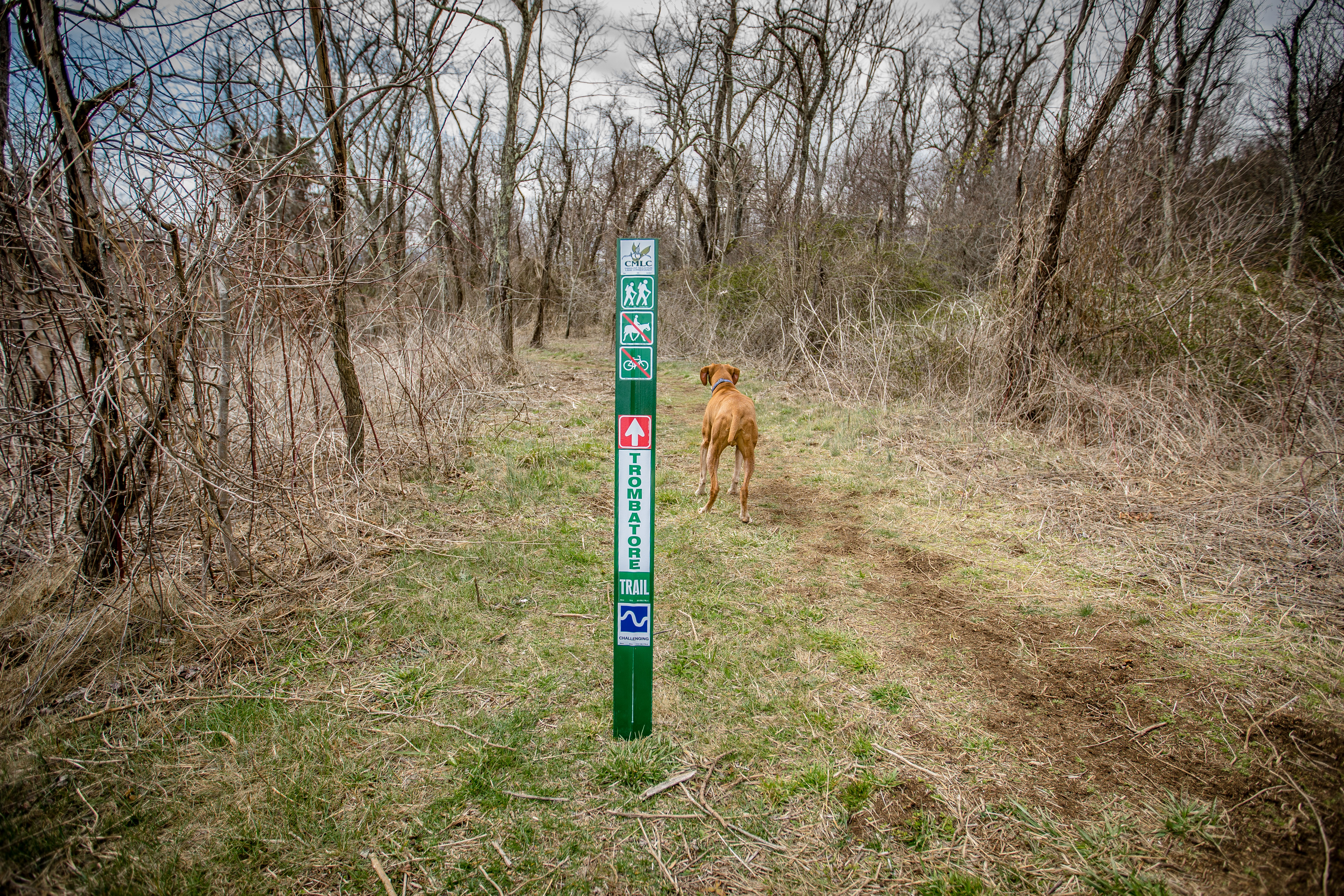 Hike the Trombatore Trail to Blue Ridge Pastures