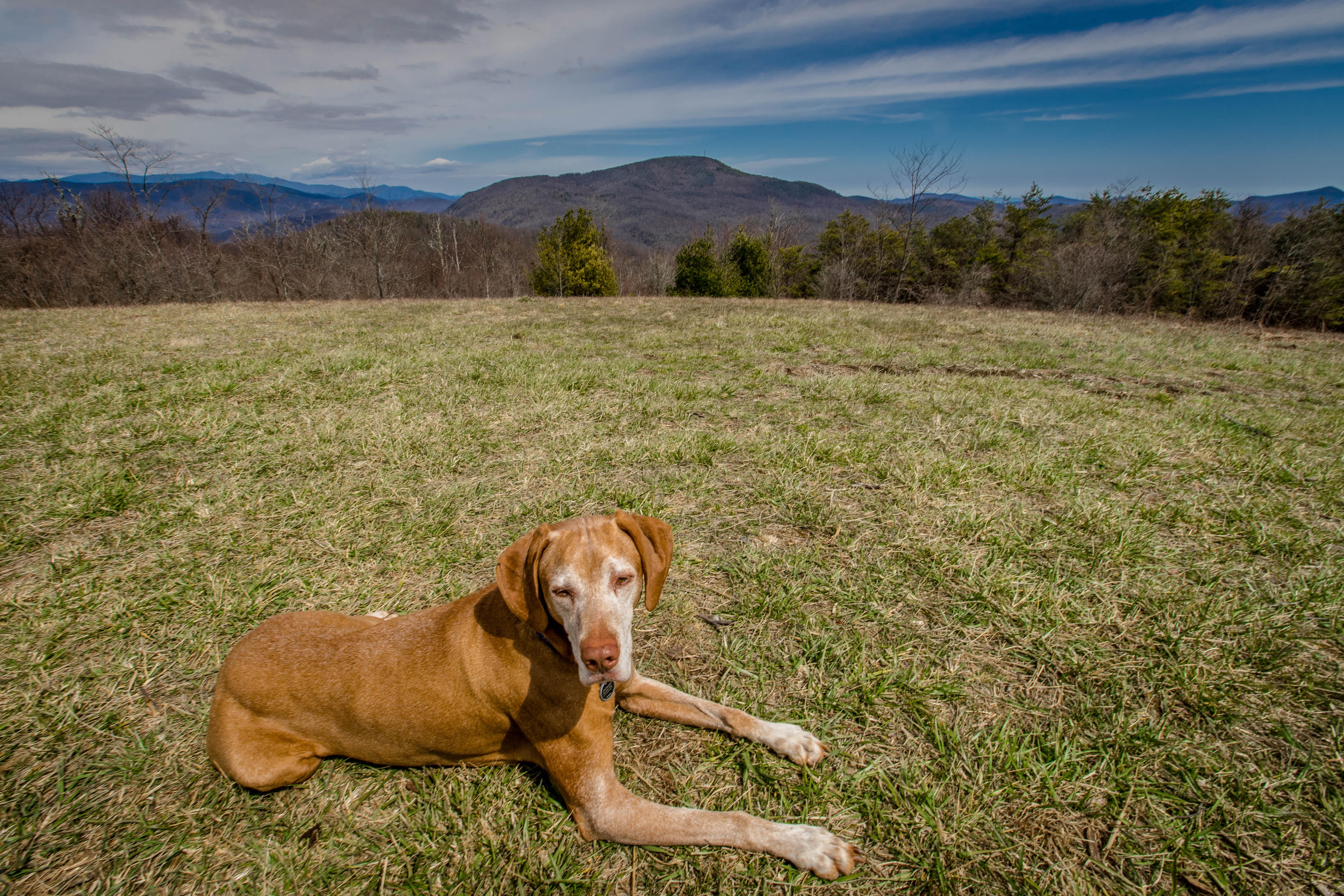 Hike the Trombatore Trail to Blue Ridge Pastures