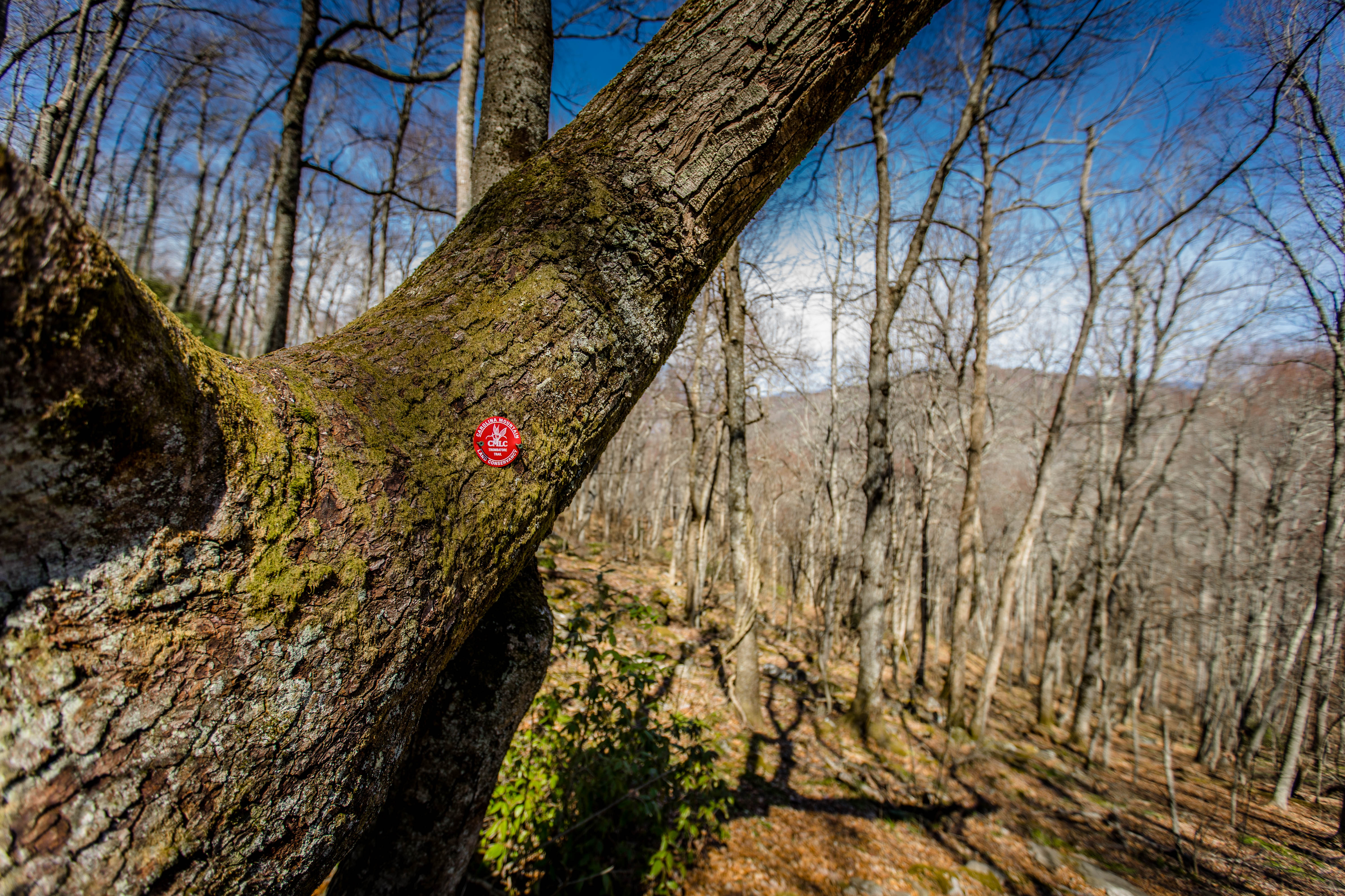 Hike the Trombatore Trail to Blue Ridge Pastures