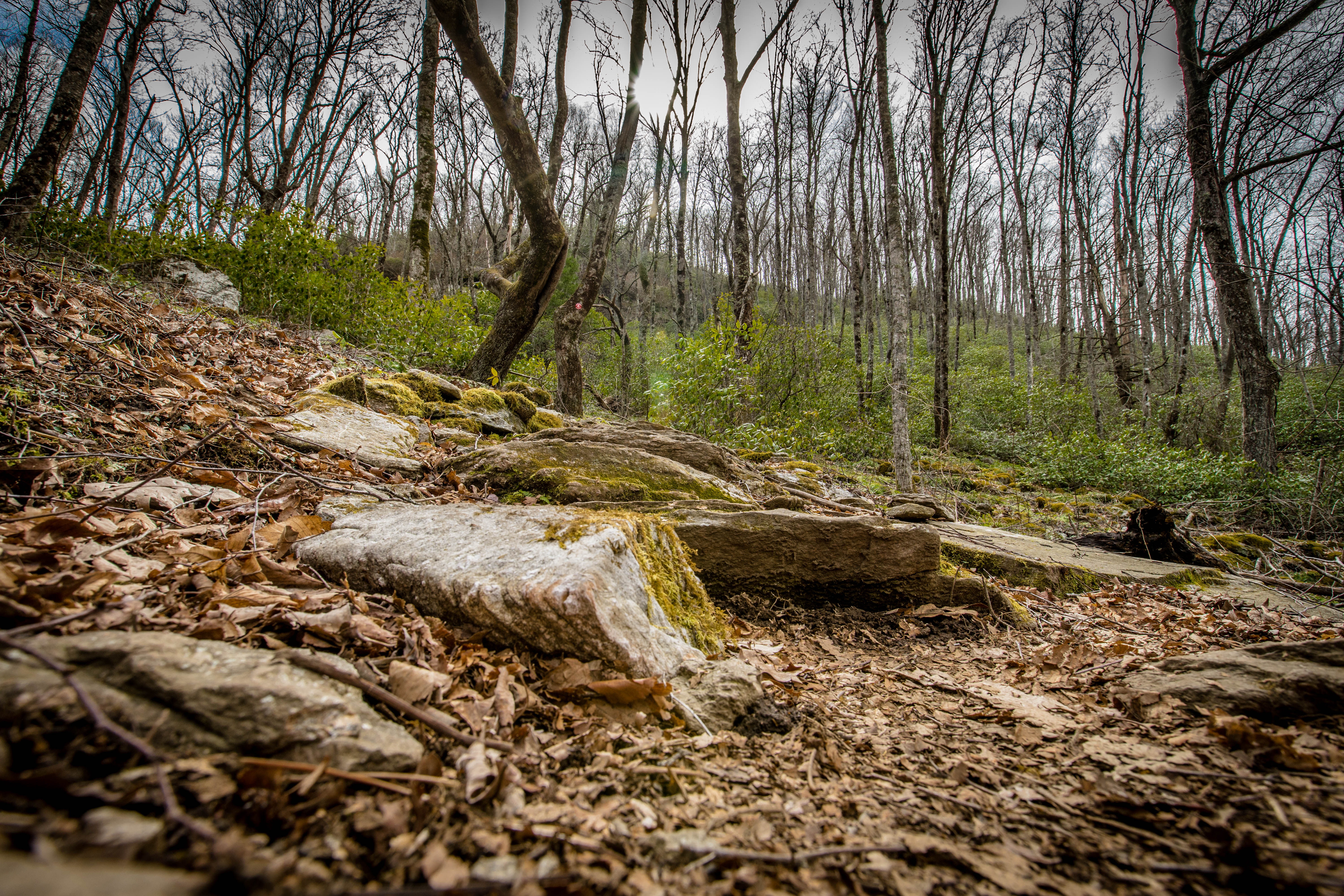 Hike the Trombatore Trail to Blue Ridge Pastures
