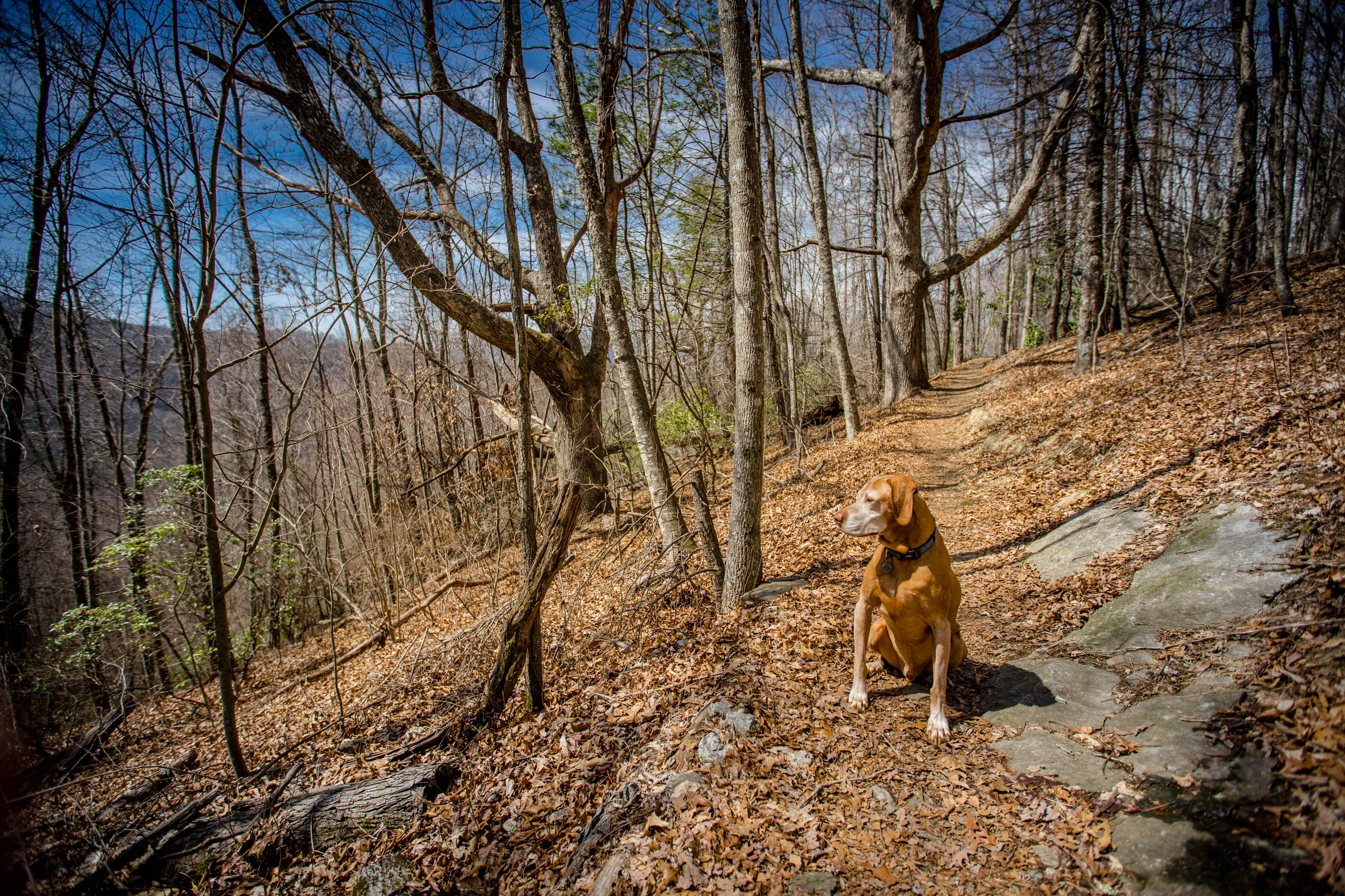 Hike the Trombatore Trail to Blue Ridge Pastures