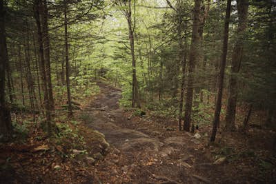 Hike Cardigan Mountain via the West Ridge Trail