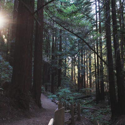 Explore Redwood Regional Park