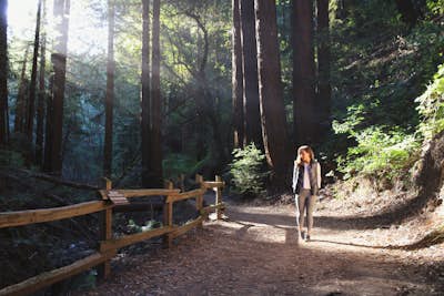 Explore Redwood Regional Park