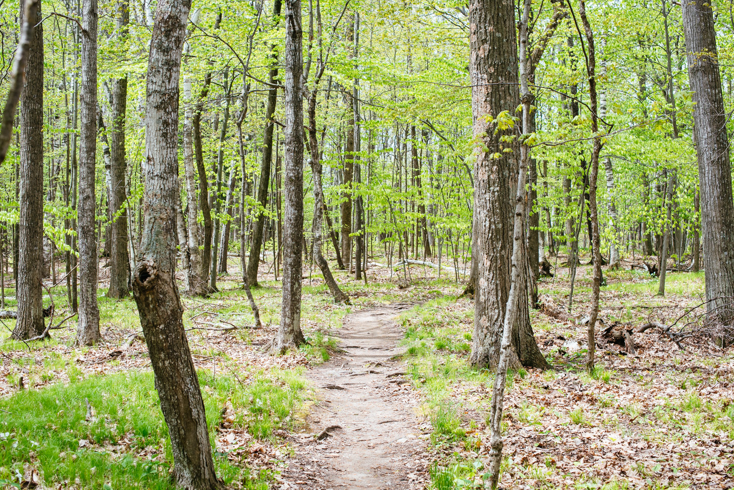 Hike the Bluffs on Eagle Trail in Door County's Peninsula State Park