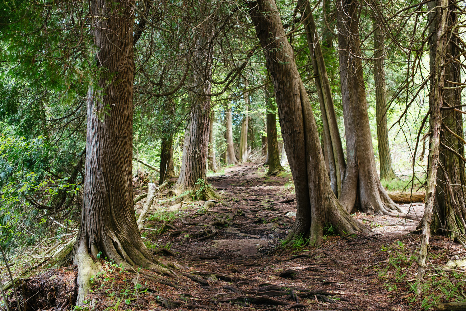 Hike the Bluffs on Eagle Trail in Door County's Peninsula State Park