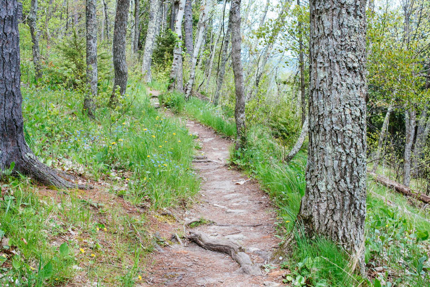Hike the Bluffs on Eagle Trail in Door County's Peninsula State Park