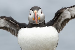 Visit the Puffins of Hafnarholmi