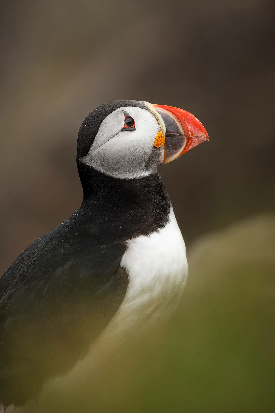 Visit the Puffins of Hafnarholmi