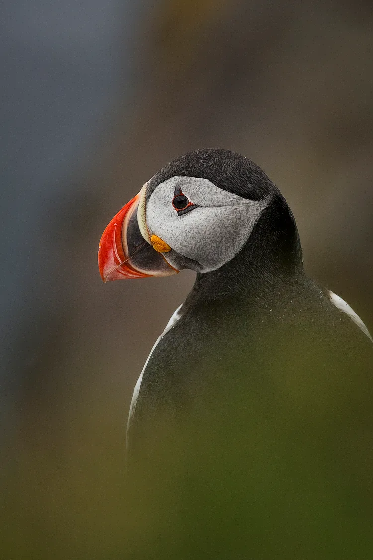 Visit the Puffins of Hafnarholmi