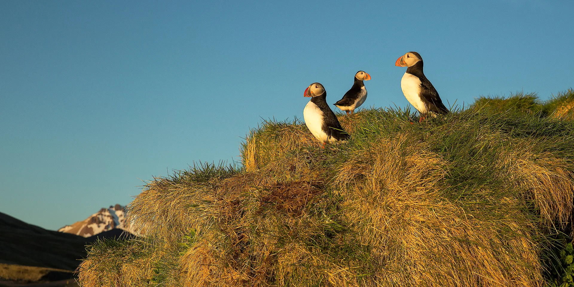 Visit the Puffins of Hafnarholmi