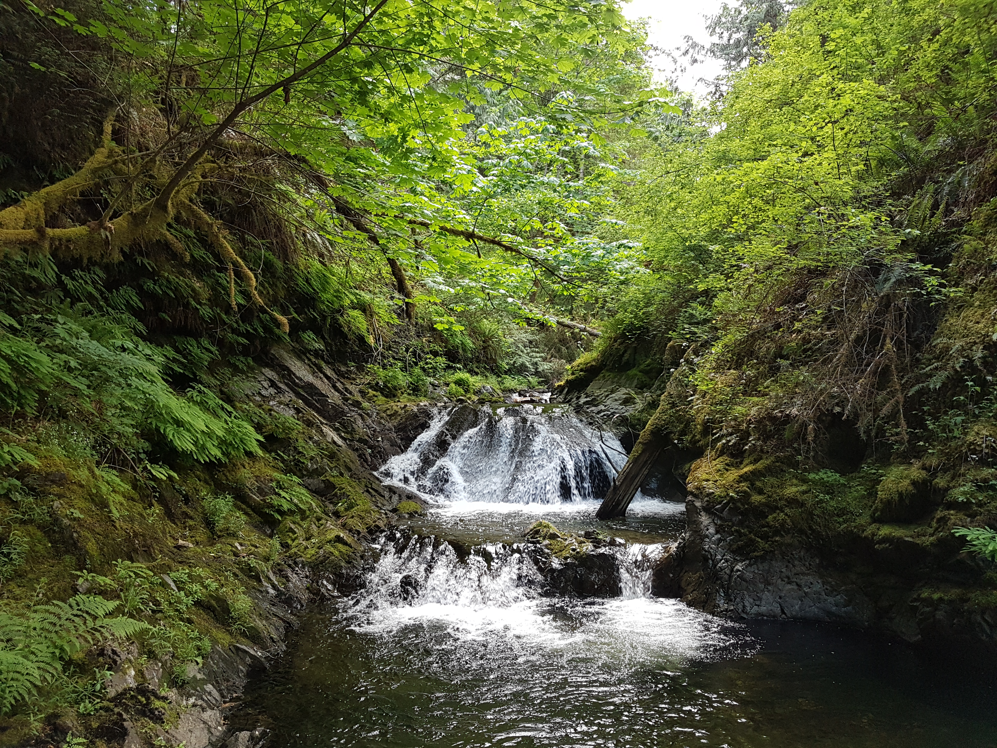 Hike to Bonnell Creek Falls
