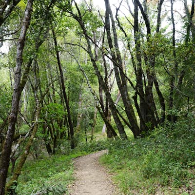 Hike to Black Mountain and Stevens Creek Canyon