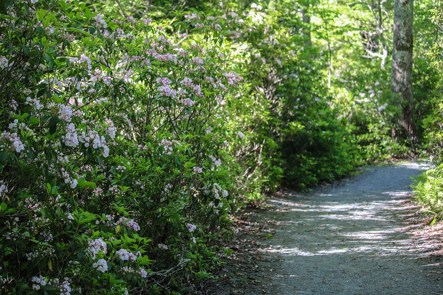 Hike Limberlost Trail in Shenandoah National Park