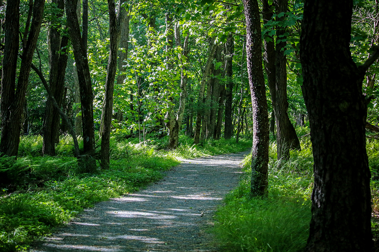 Hike Limberlost Trail in Shenandoah National Park