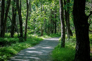 Hike Limberlost Trail in Shenandoah National Park