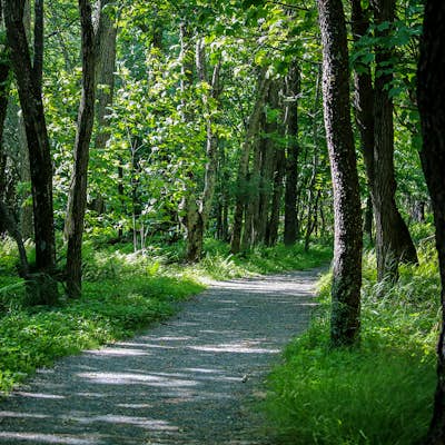 Hike Limberlost Trail in Shenandoah National Park