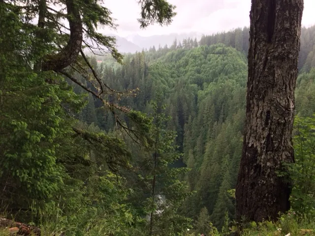 Fly Fish Lewis River