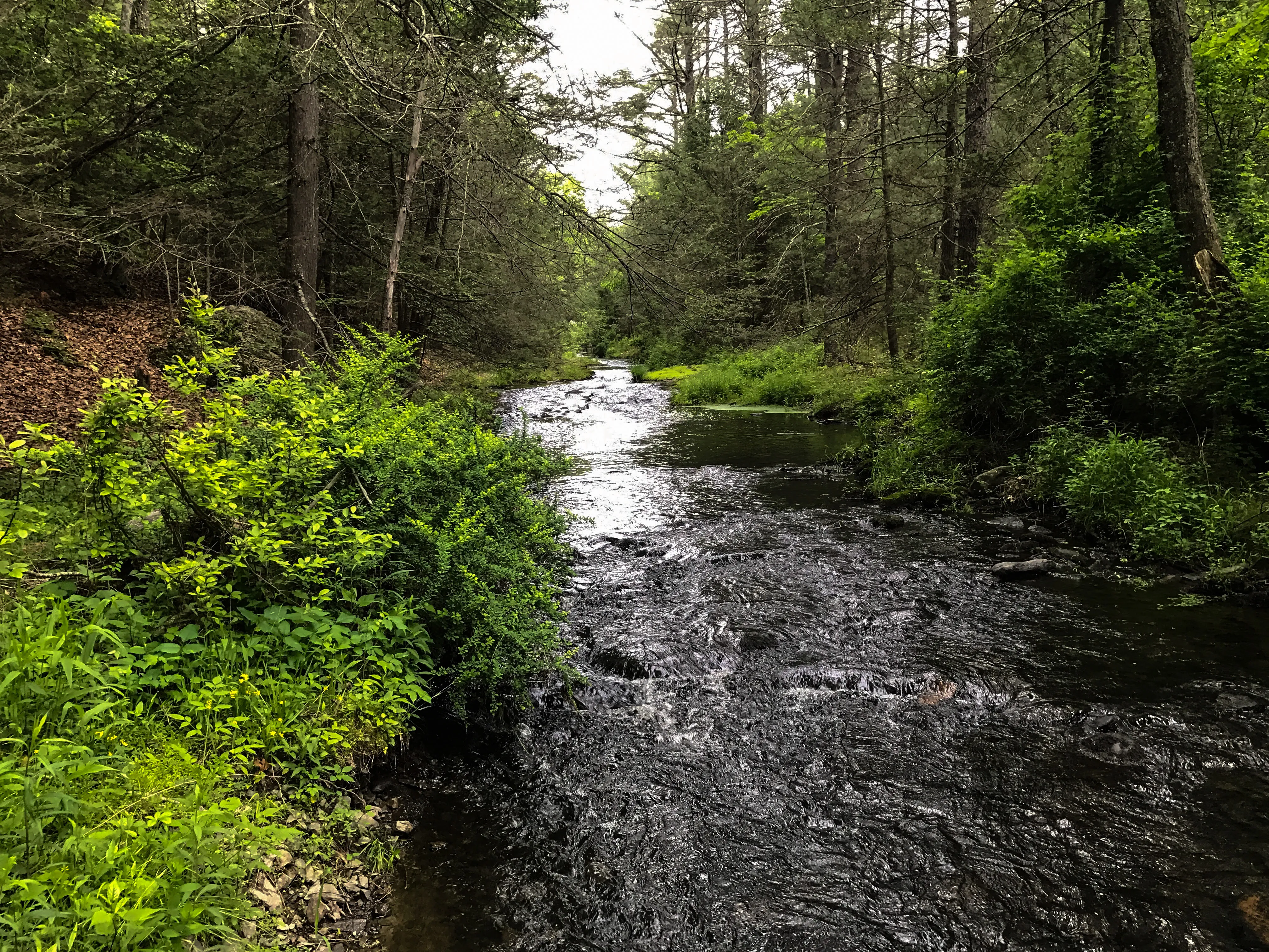 Hike to Indian Ladder Falls Along Hornbecks Creek