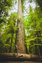 Explore Cathedral Grove in MacMillan Provincial Park