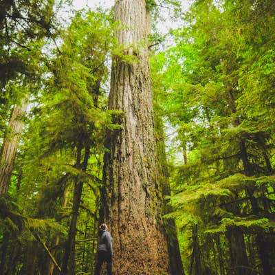 Explore Cathedral Grove in MacMillan Provincial Park