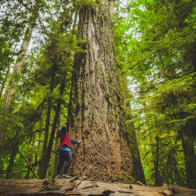 Explore Cathedral Grove in MacMillan Provincial Park