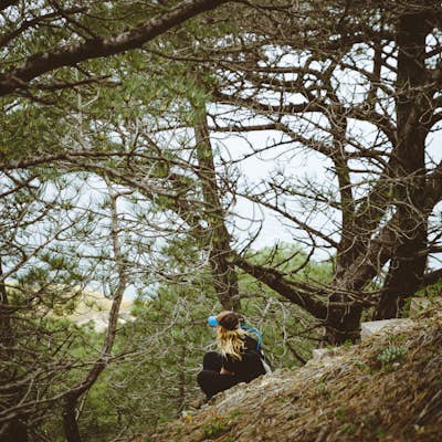 Hike the Torrey Pines Trail on Santa Rosa Island
