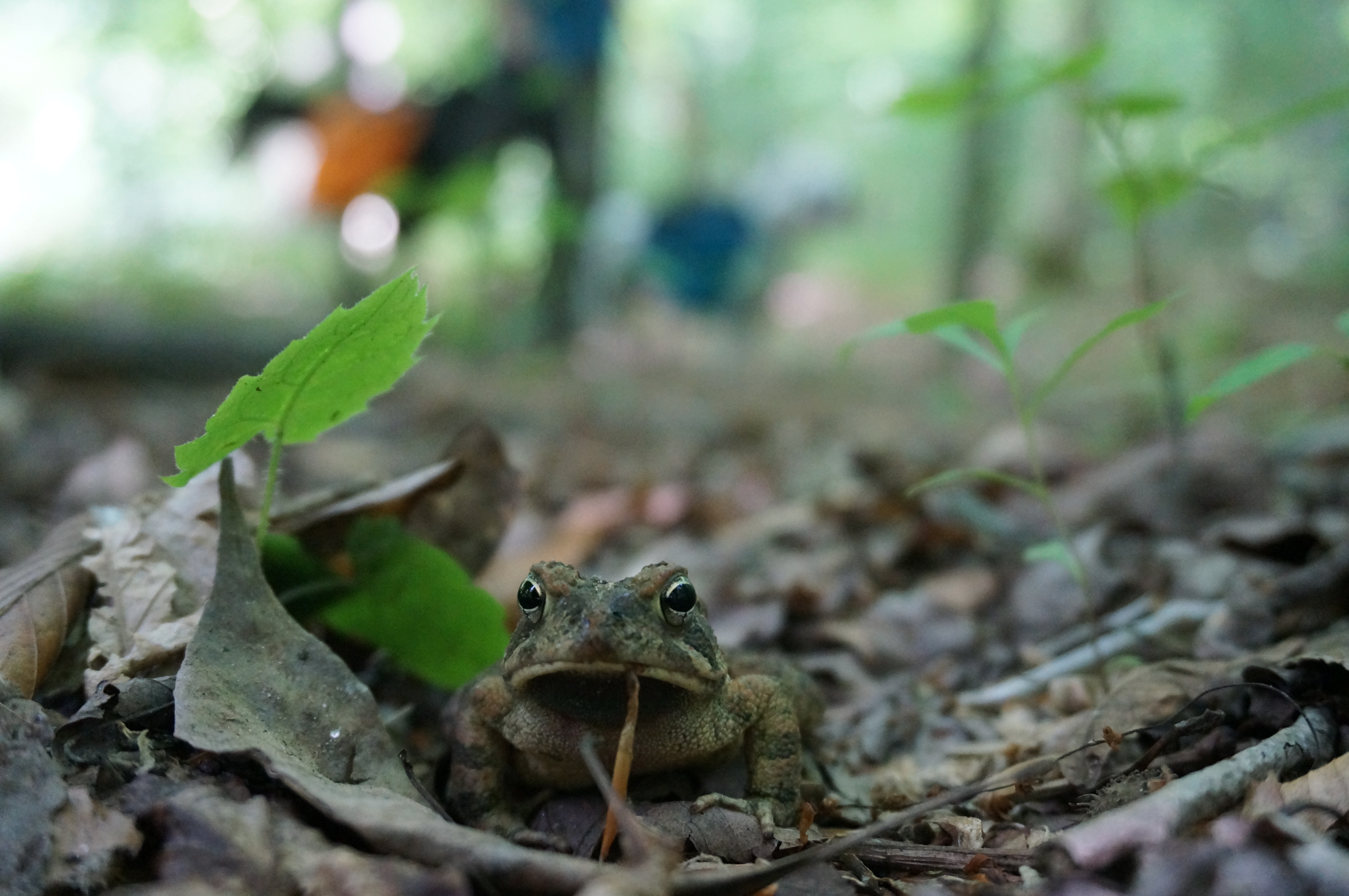 Hike the Deer Creek Trail